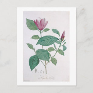 Magnolia discolor, gegraveerd door Legrand (kleur Briefkaart