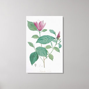 Magnolia discolor, gegraveerd door Legrand (kleur  Canvas Afdruk