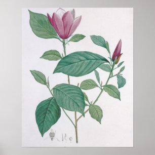Magnolia discolor, gegraveerd door Legrand (kleur Poster