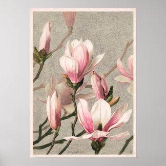 Magnolia door L. Prang Poster