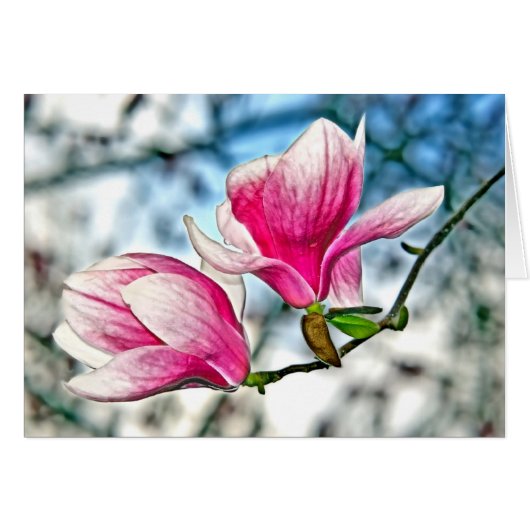 Magnolia en Blue Sky (Voorkant Horizontaal)