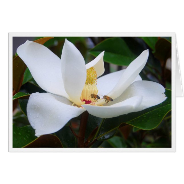 Magnolia en Honeybees Card (Voorkant Horizontaal)