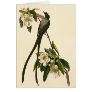 Magnolia Floral Bird Flycatcher Blank Card