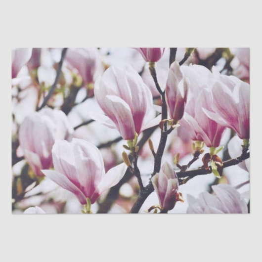 Magnolia Floral Botanical Blossom  Antiek Tissuepapier (Voorkant)