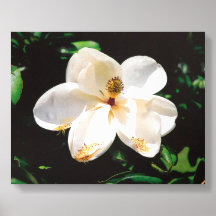 Magnolia Flower