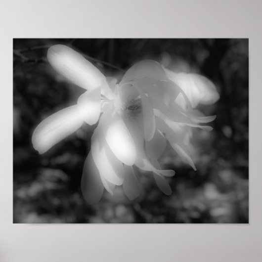 Magnolia Flower Black en White High Contrast Poster (Voorkant)