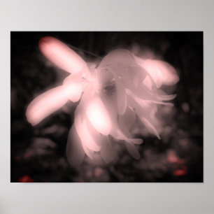 Magnolia Flower Black en White High Contrast Poster