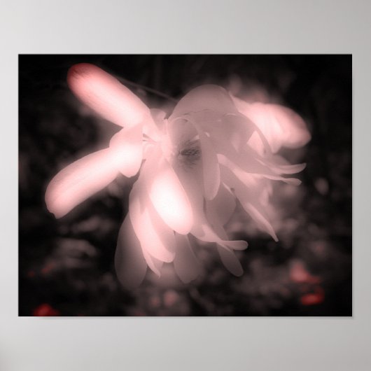 Magnolia Flower Black en White High Contrast Poster (Voorkant)