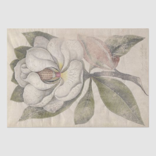  Magnolia Flower Botanical Decoupage Tissuepapier (Voorkant)