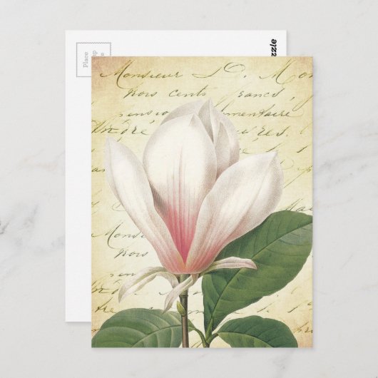 Magnolia Flower Botanisch Briefkaart (Voorkant / Achterkant)