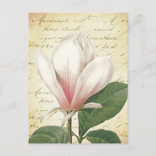 Magnolia Flower Botanisch Briefkaart (Voorkant)