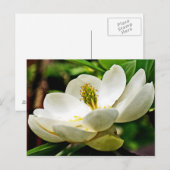 Magnolia Flower Close Briefkaart (Voorkant / Achterkant)