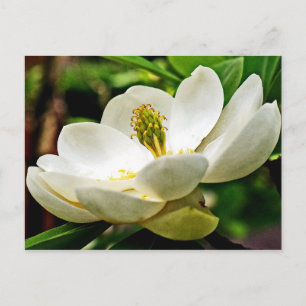 Magnolia Flower Close Briefkaart