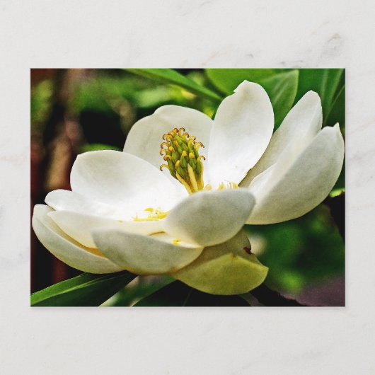 Magnolia Flower Close Briefkaart (Voorkant)