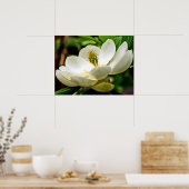 Magnolia Flower Close Poster (Keuken)