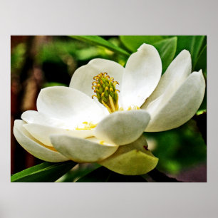 Magnolia Flower Close Poster