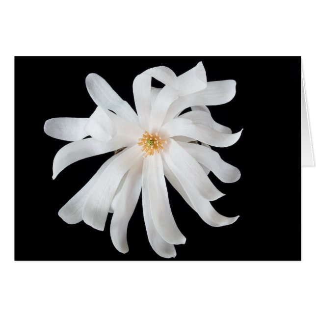 Magnolia Flower op Black (Voorkant Horizontaal)