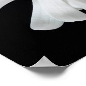 Magnolia Flower Poster (Hoek)