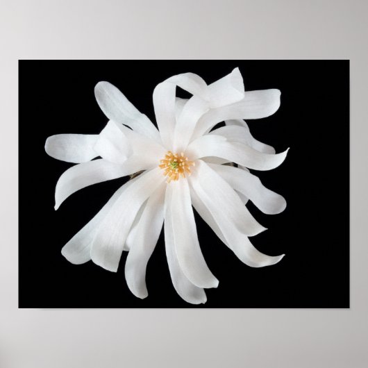 Magnolia Flower Poster (Voorkant)