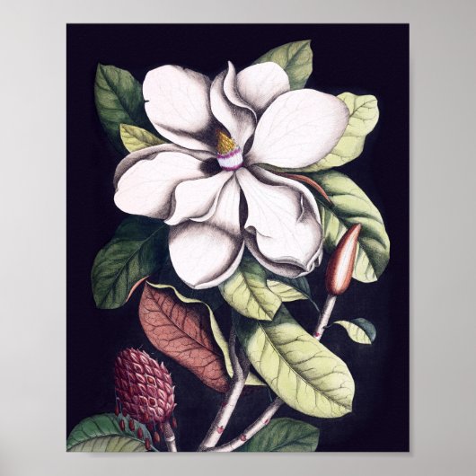 Magnolia Flower Poster (Voorkant)