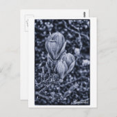 Magnolia Flower, Spring, Unfolding buds / Natuur Briefkaart (Voorkant / Achterkant)