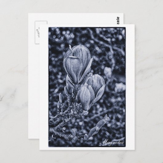 Magnolia Flower, Spring, Unfolding buds / Natuur Briefkaart (Voorkant / Achterkant)