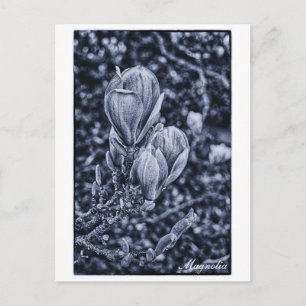 Magnolia Flower, Spring, Unfolding buds / Natuur Briefkaart