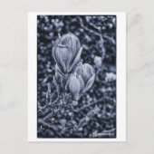 Magnolia Flower, Spring, Unfolding buds / Natuur Briefkaart (Voorkant)