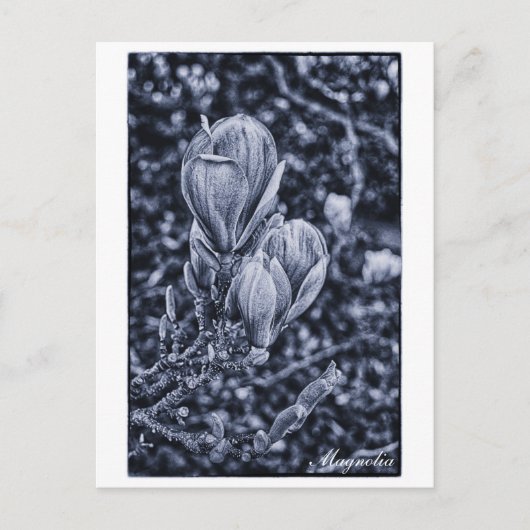 Magnolia Flower, Spring, Unfolding buds / Natuur Briefkaart (Voorkant)