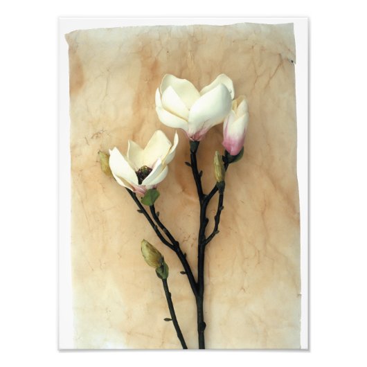 Magnolia Flower Stylish fotografie Foto Afdruk (Voorkant)