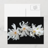 Magnolia Flower Trio Black Briefkaart (Voorkant / Achterkant)