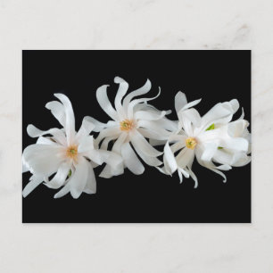 Magnolia Flower Trio Black Briefkaart