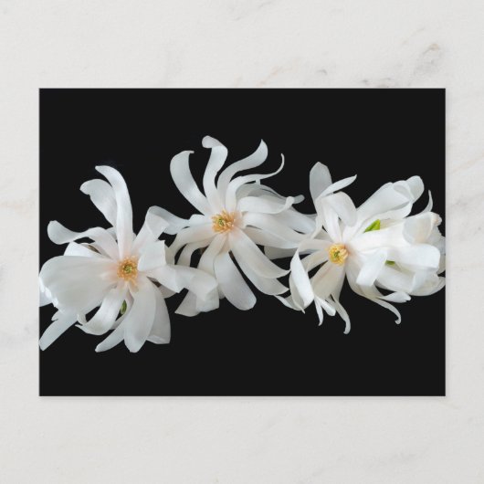 Magnolia Flower Trio Black Briefkaart (Voorkant)
