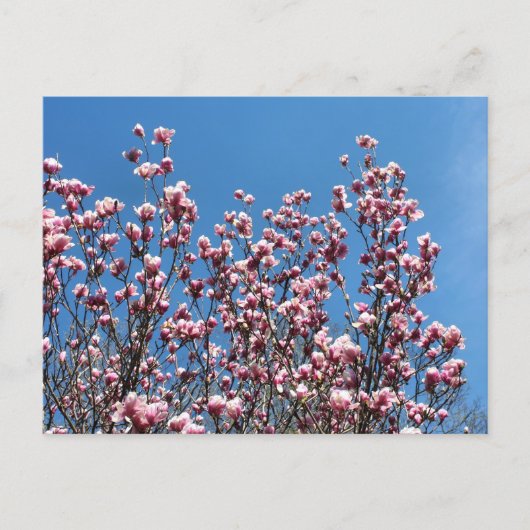 Magnolia Flowers Blue Sky Personalized Briefkaart (Voorkant)