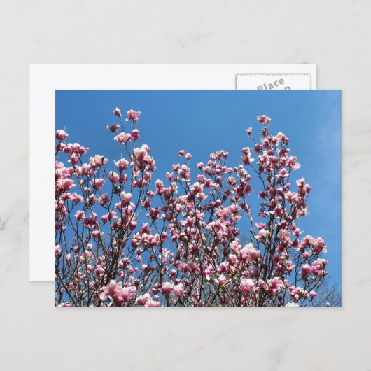 Magnolia Flowers Blue Sky Personalized Briefkaart (Voorkant / Achterkant)