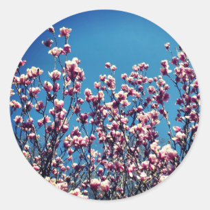 Magnolia Flowers Blue Sky Ronde Sticker