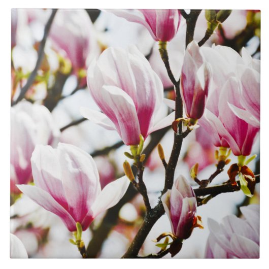 Magnolia Flowers Floral Botanical Blossom Chic Ce Tegeltje (Voorkant)