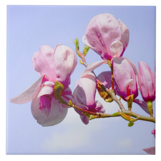 Magnolia Flowers Floral Botanical Blossom Chic Tegeltje (Voorkant)
