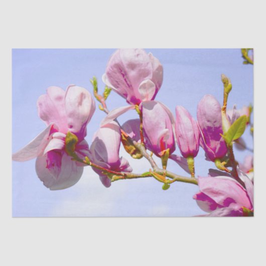 Magnolia Flowers Floral Botanical Blossom Chic Tissuepapier (Voorkant)