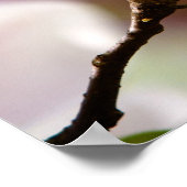 Magnolia Flowers Poster (Hoek)