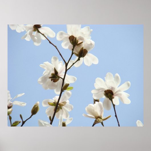MAGNOLIA Flowers Trees 38 Blue Art Prints Posters (Voorkant)