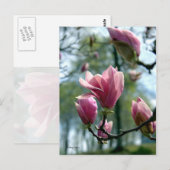 Magnolia Forest Briefkaart (Voorkant / Achterkant)