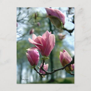 Magnolia Forest Briefkaart