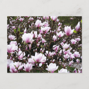 Magnolia Garden Briefkaart