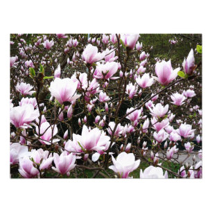 Magnolia Garden Foto Afdruk