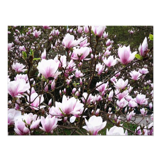 Magnolia Garden Foto Afdruk (Voorkant)