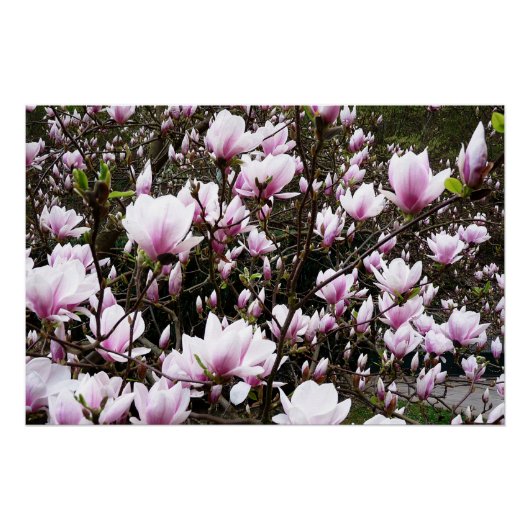Magnolia Garden Perfect Poster (Voorkant)