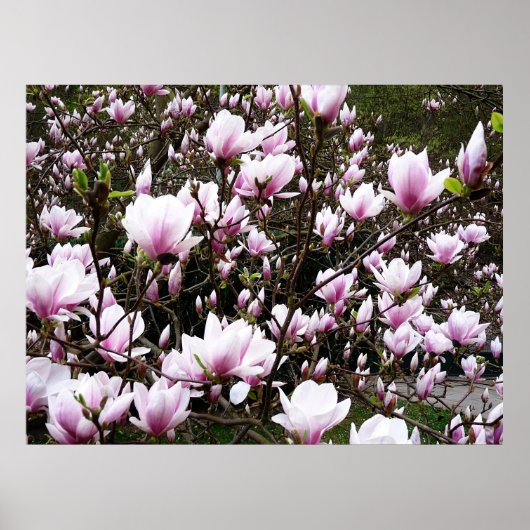 Magnolia Garden Poster (Voorkant)