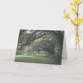 Magnolia Gardens Levende Eikenbomen Blank Kaart (Gele Bloem)