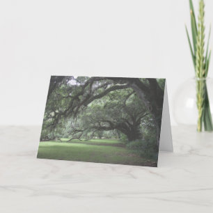 Magnolia Gardens Live Oak Bomen Blank Kaart